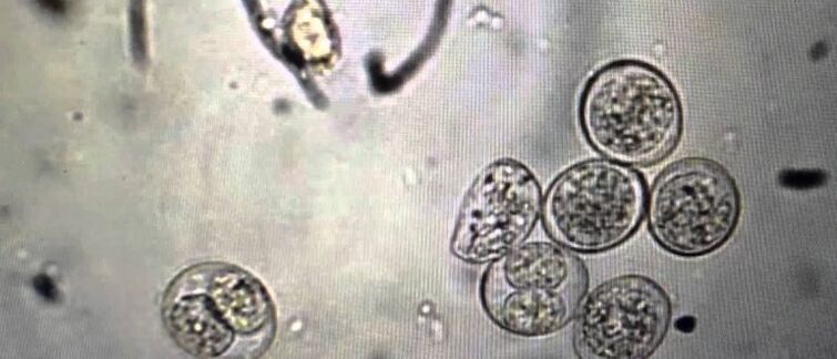 cells of protozoan parasites